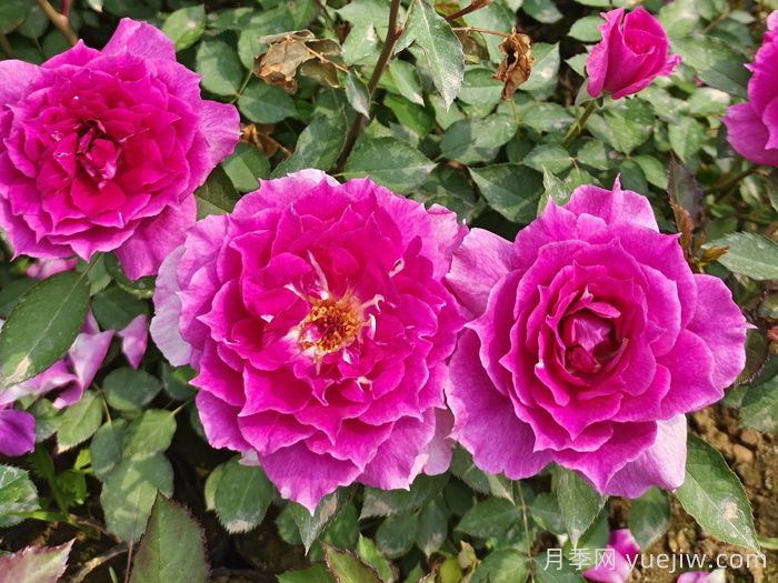 推薦9個月季品種，花型美開花多(圖1)