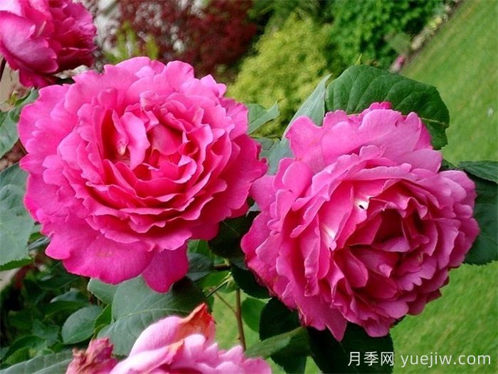 推薦9個月季品種，花型美開花多(圖2)
