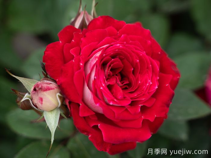 紅綴銀盤月季(圖1)