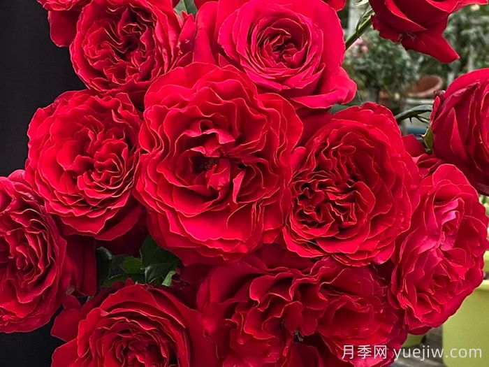 飛火月季(圖3)