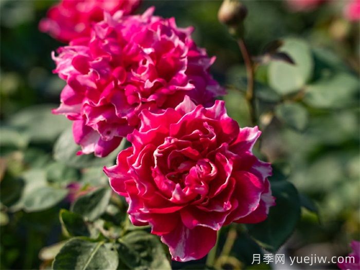 紫霧凝霜月季(圖4)