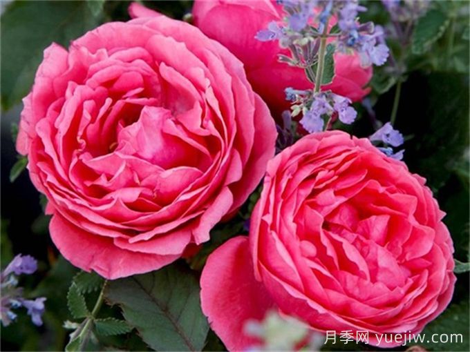 ADR月季推薦，花園公主瑪麗何塞月季(圖1)