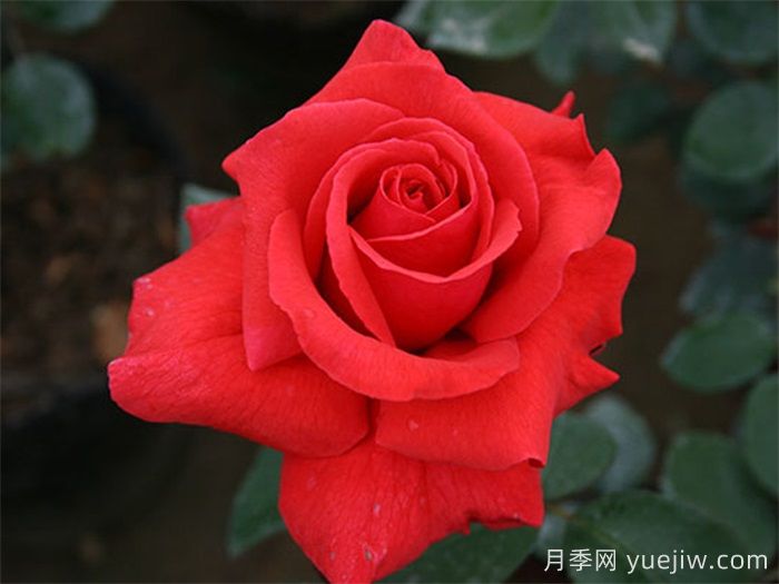 國外園丁***愛的月季調(diào)查，每一款都優(yōu)秀(圖2)