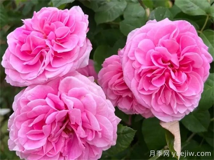 國外園丁***愛的月季調(diào)查，每一款都優(yōu)秀(圖3)