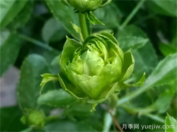 綠色月季推薦，結(jié)綠珍月季(圖1)