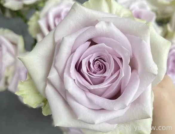 切花月季推薦，海洋之謎月季(圖1)