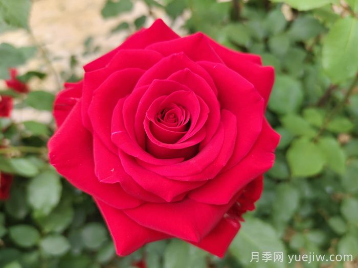 花語大全，100種花朵背后的隱秘語言(圖1)