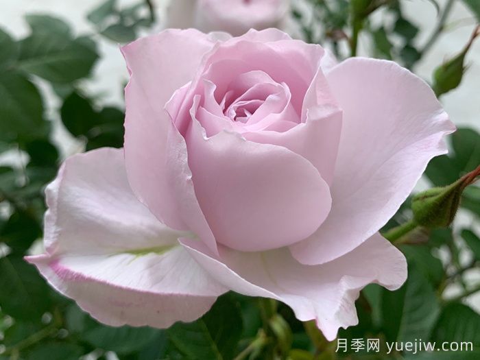 夜光杯月季(圖5)