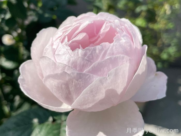 夜光杯月季(圖1)