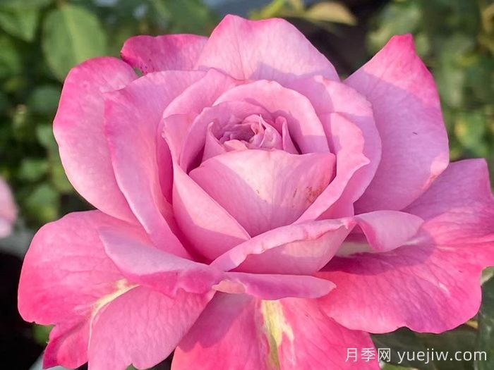 縹緲月季(圖3)
