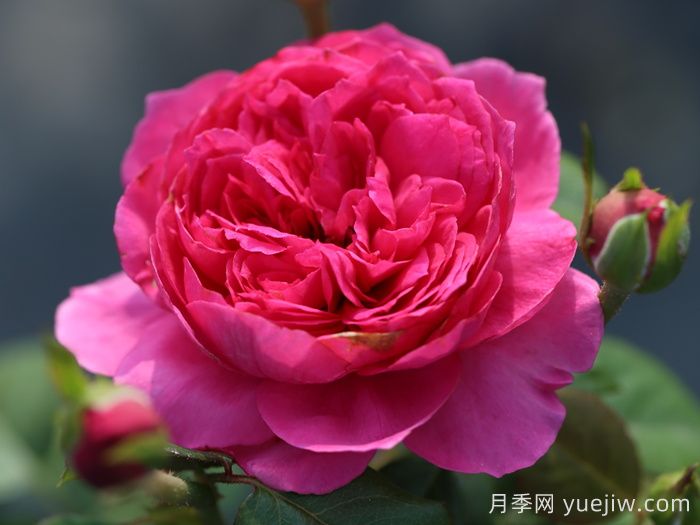 蔻丹月季(圖1)