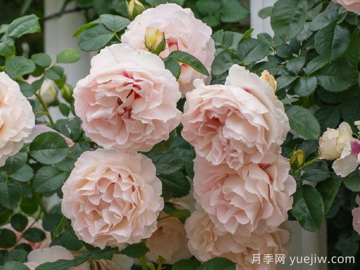 剪秋水月季(圖3)