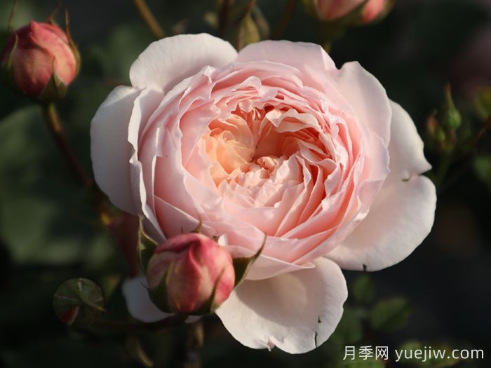 粉妍月季(圖1)