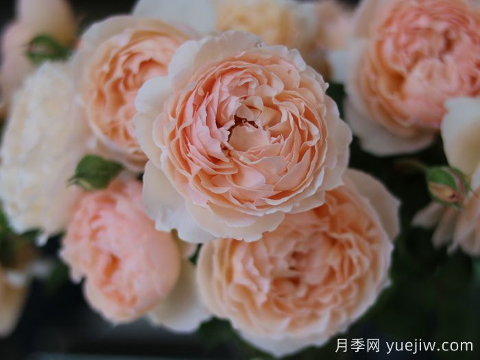粉妍月季(圖2)