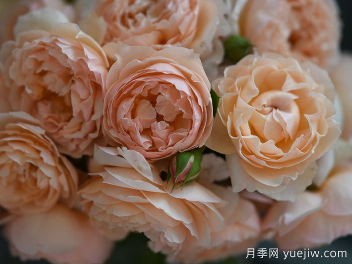 粉妍月季(圖4)