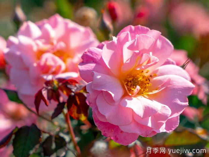 春朝月季(圖1)
