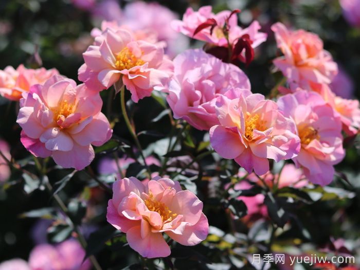 春朝月季(圖3)