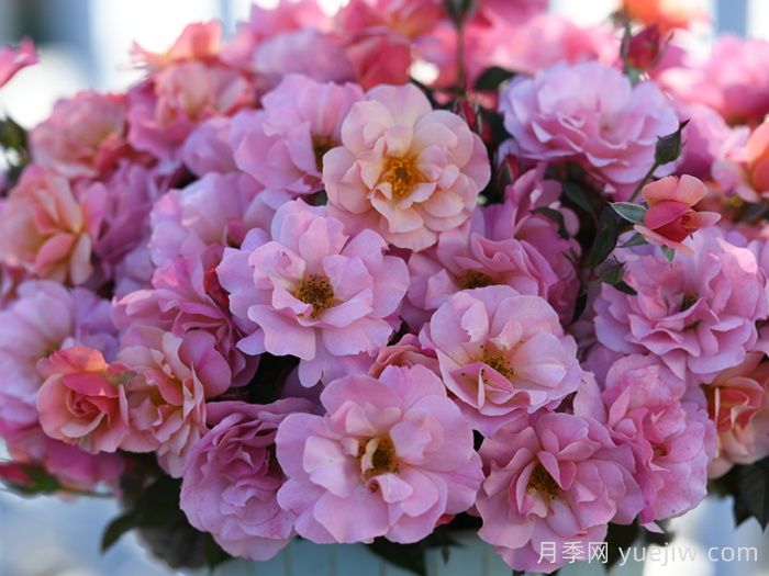 春朝月季(圖2)
