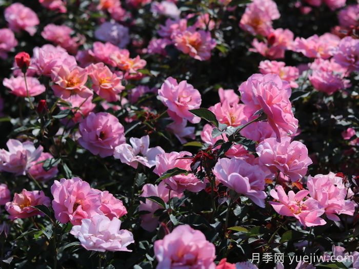 春朝月季(圖4)