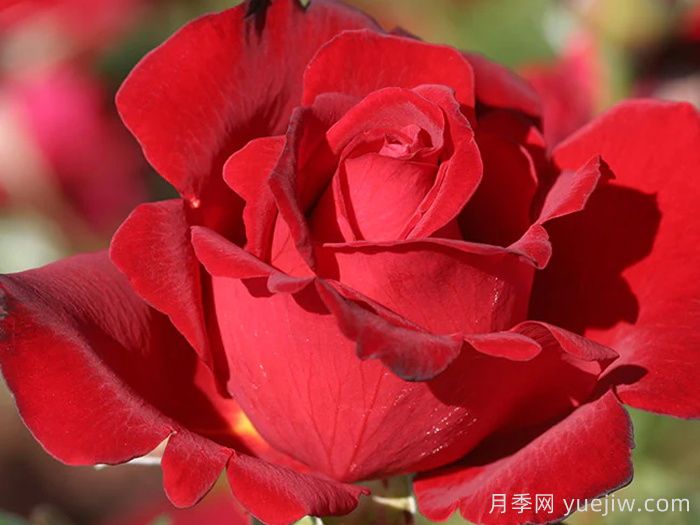 黑美人月季(戴爾巴德)(圖3)