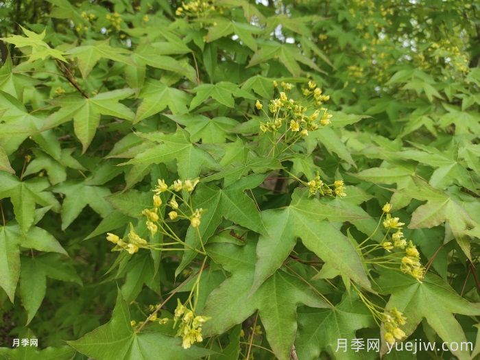 五角槭、茶條槭、梣葉槭、銀白槭、紅花槭的介紹(圖1)