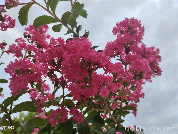 紫薇一年四季的修剪技術(shù)要點(diǎn)(圖1)