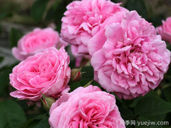 格特魯?shù)陆芑鶢栐录?葛楚德杰基爾(圖3)