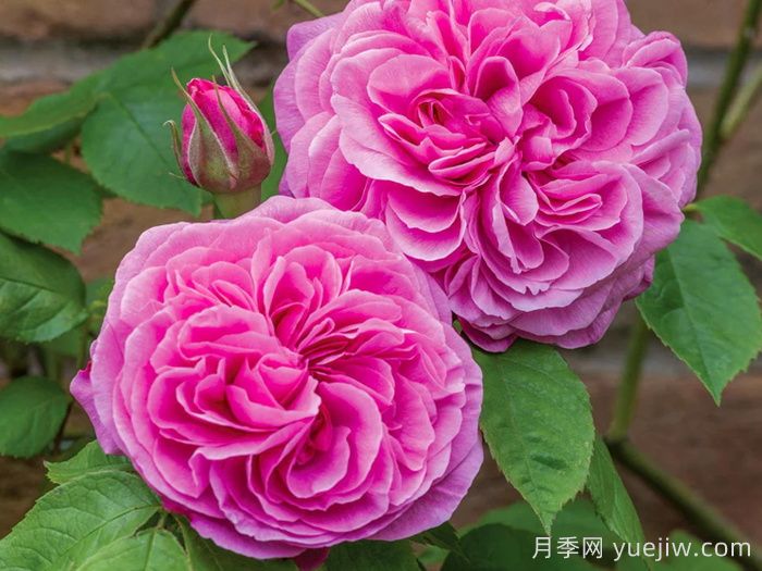 格特魯?shù)陆芑鶢栐录?葛楚德杰基爾(圖1)