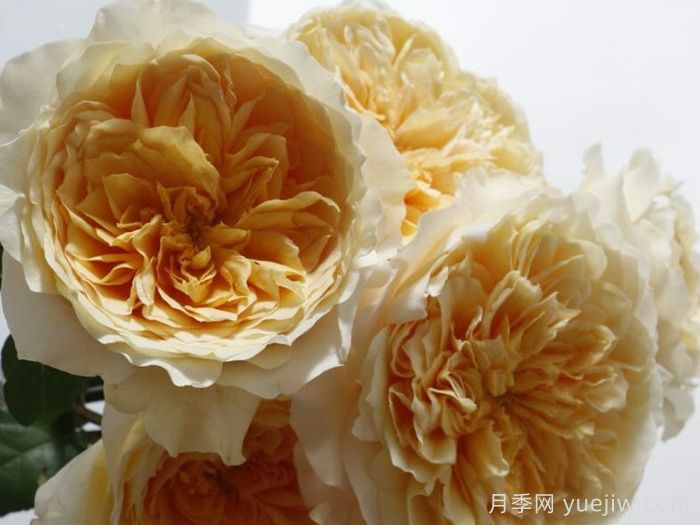 艾菲月季(圖3)