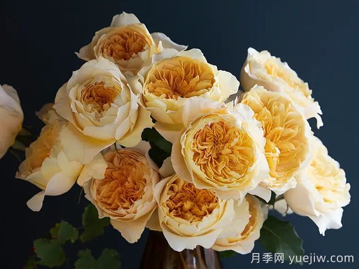 艾菲月季(圖2)