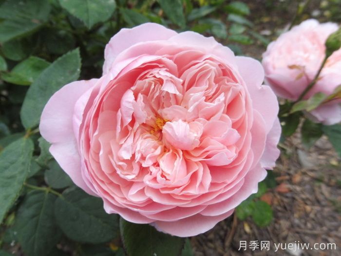 安妮克城堡月季，花姿優(yōu)雅，色彩迷人(圖1)