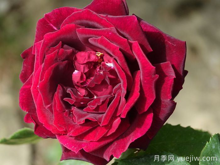 推薦21種濃香紅色月季品種，展示紅玫瑰的魅力(圖1)