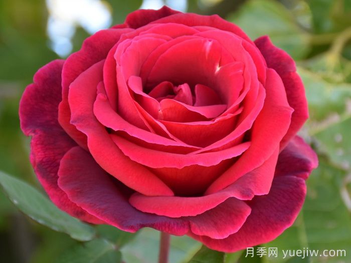 推薦21種濃香紅色月季品種，展示紅玫瑰的魅力(圖2)