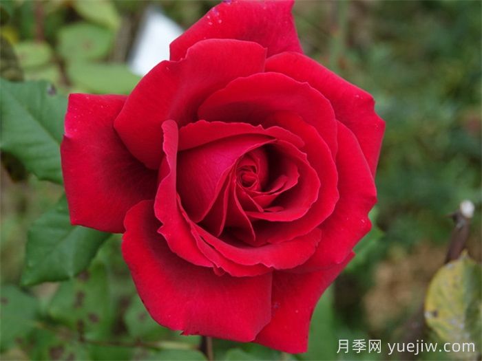 推薦21種濃香紅色月季品種，展示紅玫瑰的魅力(圖3)