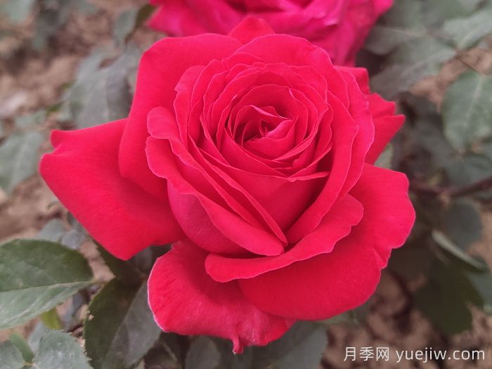 推薦21種濃香紅色月季品種，展示紅玫瑰的魅力(圖4)