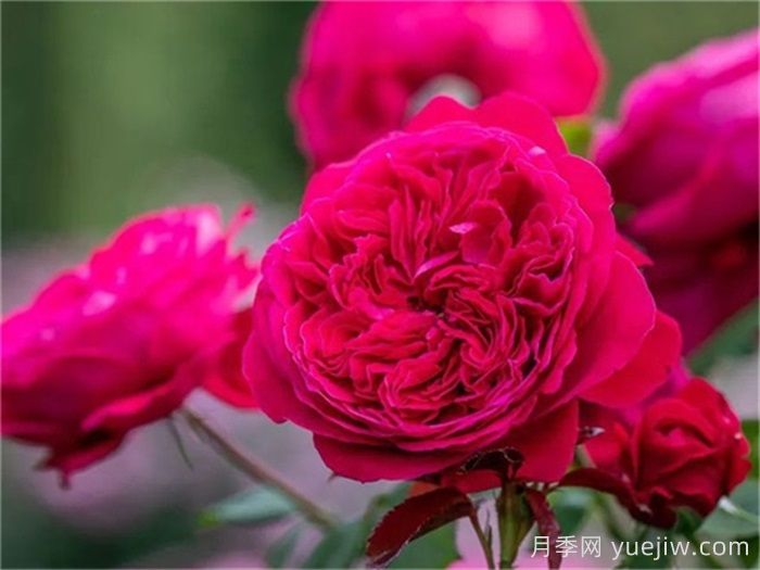 推薦21種濃香紅色月季品種，展示紅玫瑰的魅力(圖5)