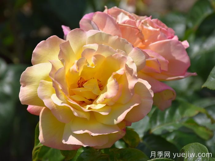 花比臉大月季系列，十個超大花的月季品種(圖1)