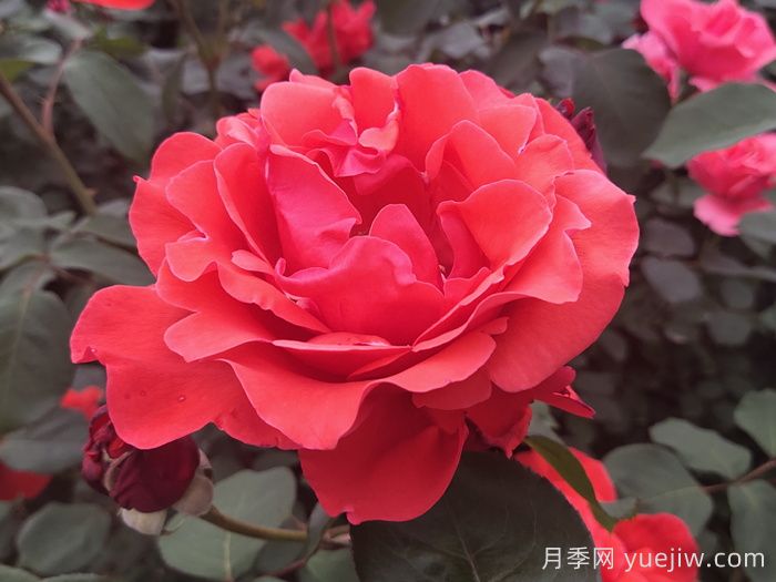 花比臉大月季系列，十個超大花的月季品種(圖2)