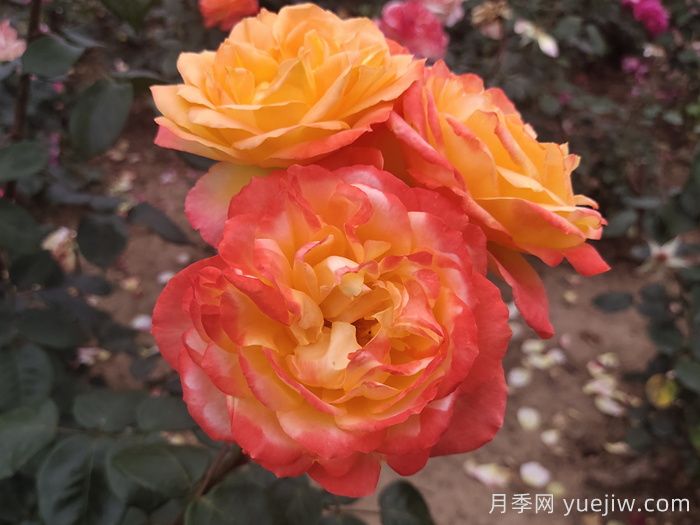 花比臉大月季系列，十個超大花的月季品種(圖5)