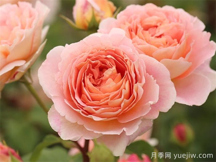 花比臉大月季系列，十個超大花的月季品種(圖6)