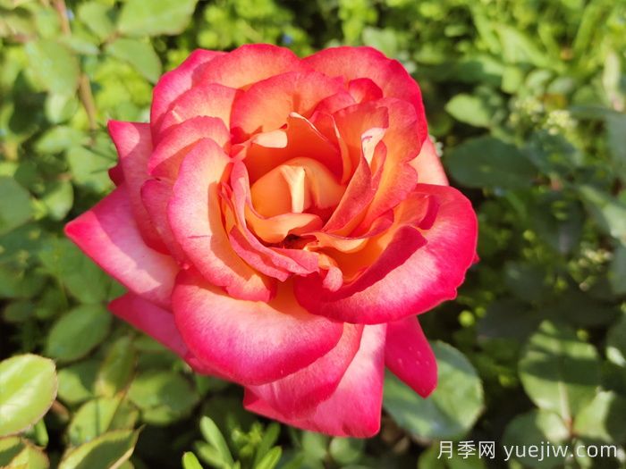 花比臉大月季系列，十個超大花的月季品種(圖7)
