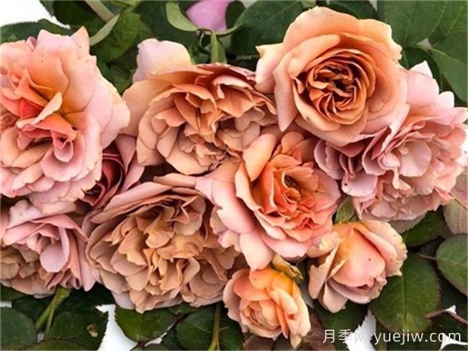 咖啡拿鐵月季推薦，棕色復古玫瑰(圖1)