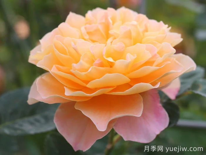 印象派月季推薦，夢幻的黃橙色優(yōu)秀爬藤月季(圖1)