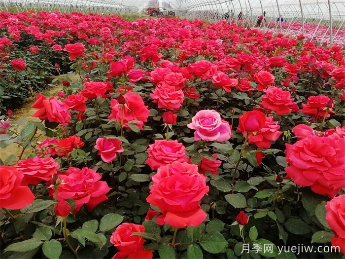 薔薇、玫瑰與月季的種植秘籍(圖1)