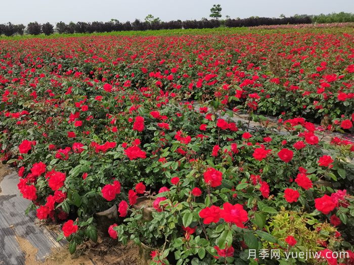 秋季月季苗施肥的時間和好處(圖2)