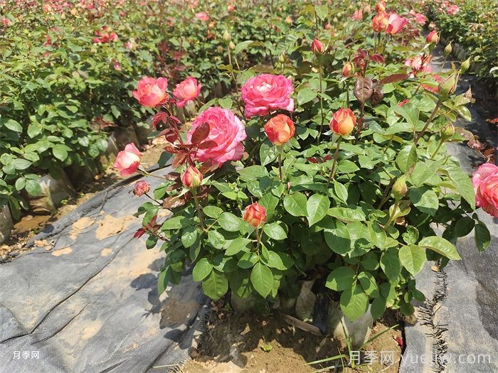 秋季月季苗施肥的時間和好處(圖1)