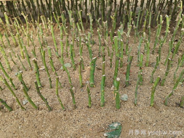小白能學(xué)的扦插月季的全過程(圖1)