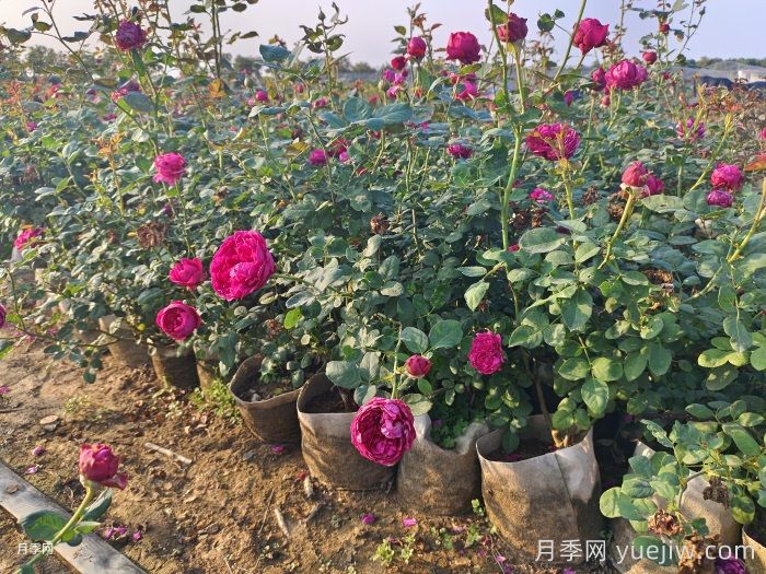 月季葉子掉個不停？光桿月季如何重新發(fā)芽？(圖2)