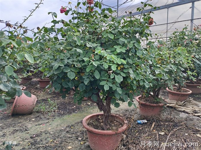月季葉子掉個不停？光桿月季如何重新發(fā)芽？(圖3)
