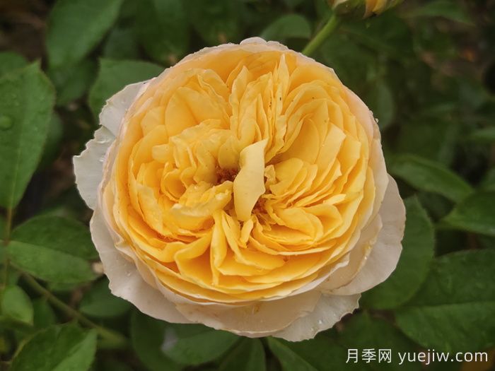 分享50款經典的切花月季品種(圖1)